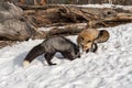 Silver and Red Fox Vulpes vulpes Sniff and Dig in Snow Winter Royalty Free Stock Photo