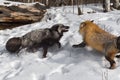 Silver and Red Fox Vulpes vulpes Tussle Kicking Up Snow Winter Royalty Free Stock Photo