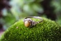 Silver ring with tiger eye gemstone on green moss background Royalty Free Stock Photo