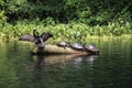 Silver River Florida Turtles Royalty Free Stock Photo