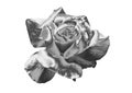 Silver rose