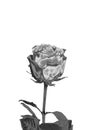 Silver rose