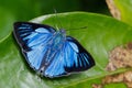 The Silver Royal butterfly standing on a leaf Royalty Free Stock Photo
