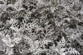 Silver sagebrush, close up. Texture of wormseed. background of wormwood in winter.