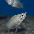 Male Silver Sailfin Molly closeup