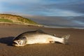 The Silver salmon cast ashore by surge of ocean Royalty Free Stock Photo