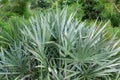 Silver saw palmetto Serenoa repens plant palm leaves - Davie, Florida, USA Royalty Free Stock Photo