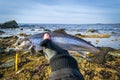 Silver sea trout in angler's hand Royalty Free Stock Photo