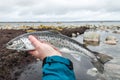 Silver sea trout Royalty Free Stock Photo