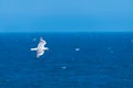 Silver seagull bird flying free