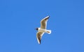 Silver seagull in flight against a blue sky background Royalty Free Stock Photo