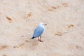 Silver seagull standing on the sand