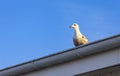 Silver seagull stay on a roof
