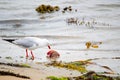 Silver seagulls eating some dead life from the ocean on the dirty beach.