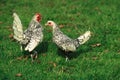 Silver Sebright, Domestic Chicken, Hen and Cockerel standing on Grass