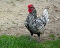 A true black and white bantam rooster Royalty Free Stock Photo