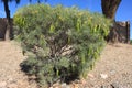 Silver Senna Shrub with Green Seed Pods