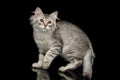 Silver Siberian kitten on isolated black background Royalty Free Stock Photo