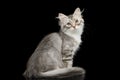 Silver Siberian kitten on isolated black background Royalty Free Stock Photo