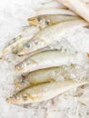 Silver Sillago fish Royalty Free Stock Photo