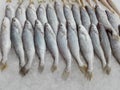 Silver Sillago fishes