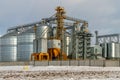 Silver silos against the blue sky in winter. Grain storage in winter at low temperatures. Production for processing, drying,