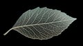 Silver Skeleton Leaf on Black Background Royalty Free Stock Photo