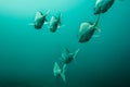 Silver slinger fish swimming away. Royalty Free Stock Photo