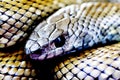 Silver snake closeup