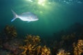 Silver snapper above rocky reef covered with kelp Royalty Free Stock Photo