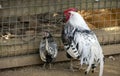 A Silver-Spangled Hamburg Cock and hen