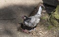 A Silver-Spangled Hamburg hen