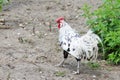Silver spangled Hamburg rooster with red crest freely roaming in the yard.