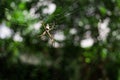 Silver spider Common species of South America Royalty Free Stock Photo