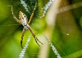 Silver spider on the web close up -  Argiope argentata in the web macro photo Royalty Free Stock Photo