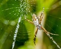 Silver spider on the web with water drops -  Argiope argentata in the web macro photo Royalty Free Stock Photo