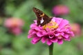 Silver spotted butterfly on pink zinnia with yellow stamens Royalty Free Stock Photo
