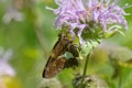 Silver-spotted Skipper on Bee-balm