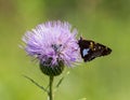 Silver-spotted Skipper and a Bumble Bee on a Milk Thistle Royalty Free Stock Photo