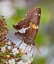 Silver-Spotted Skipper Butterfly Royalty Free Stock Photo