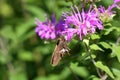 Silver Spotted Skipper Butterfly Royalty Free Stock Photo