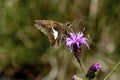 Silver-spotted Skipper Butterfly 601801