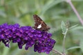 Silver Spotted Skipper butterfly Epargyreus clarus