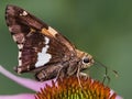 Silver-spotted Skipper Butterfly (Epargyreus clarus) on a pink coneflower.