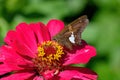 Silver-spotted skipper butterfly or Epargyreus clarus on red Zinnia flower. Royalty Free Stock Photo