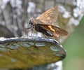 Silver Spotted Skipper resting on garden ornament