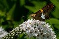 Silver-spotted Skipper Butterfly (Epargyreus clarus)