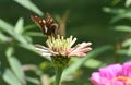 Silver Spotted Skipper butterfly Epargyreus clarus Royalty Free Stock Photo