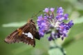 Silver Spotted Skipper