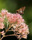 Silver-spotted skipper butterfly